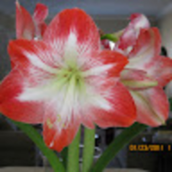 Meet your Posher, Teresa - Picture 1 of 1